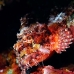 scorpionfish_papuan_shag_v_0705_png0903.jpg